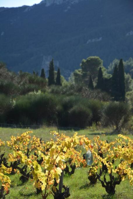 Villa Vilata A Padern Dans Les Corbieres Sauvages Kültér fotó